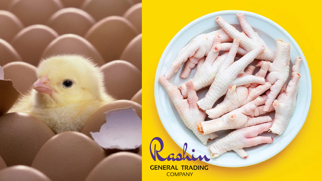 Premium Fertilized Eggs and Chicken Feet Export from Iran